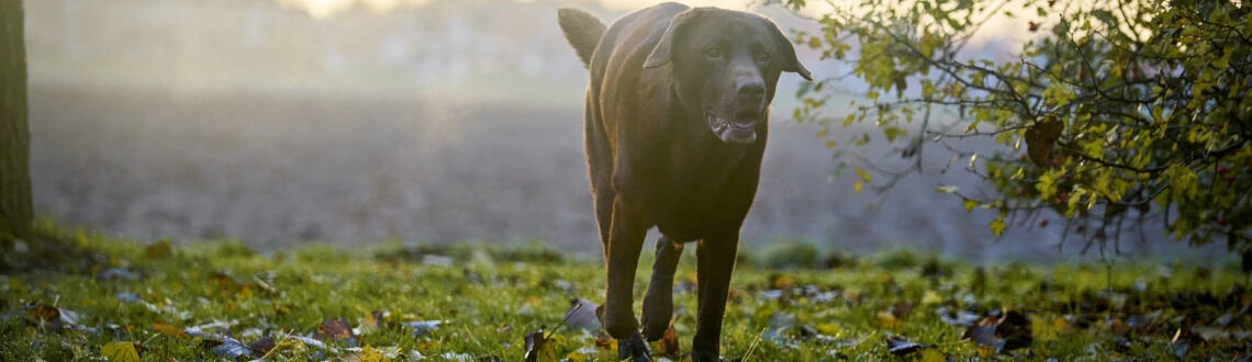 Hond artrose advies welkoop